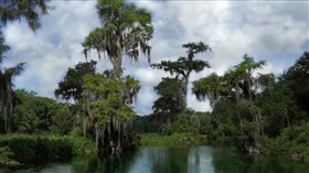 Florida_Swamp