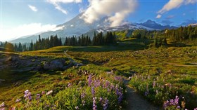 Gorgeous_Mountain_Flower