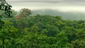 Jungle_Birds_Trees