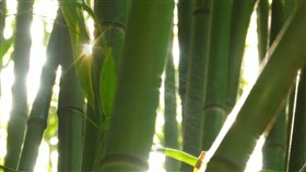 Misty_Bamboo