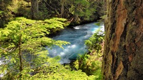 Fast Blue Creek Forest