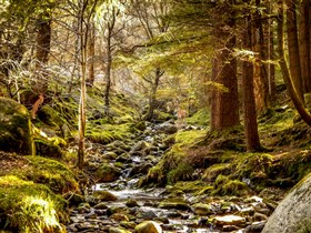 Irish_Forest