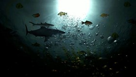 Sea_Life