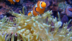 Clownfishes_in_Anemone