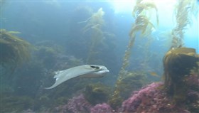 Ocean_Ray