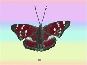 butterfly