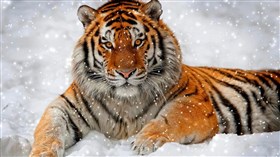 Snow Tiger