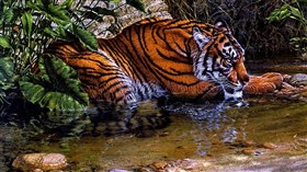 Tiger Pond