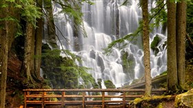 Forest Falls