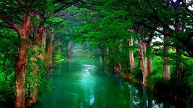 Greenery
