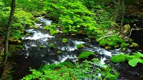 Japan Nature 2