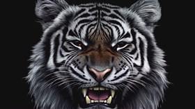 4K Tiger BW