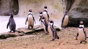 Penguins