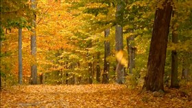 Autumn Leaves