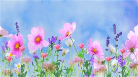Spring Flowers