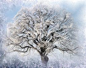 Ice Willow 2  Logon