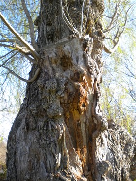 Old willow stock