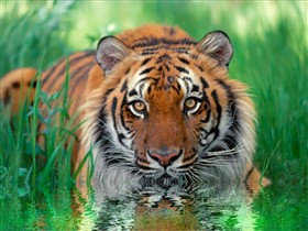 Bengal Tiger
