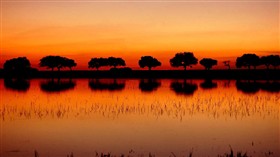Sunset-horizon WS