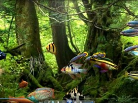 my desktop fishtank