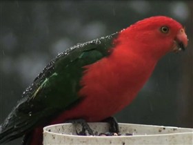 exotic bird