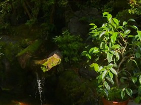 koi pond waterfall