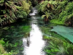 the amazon stream