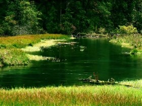 the green stream