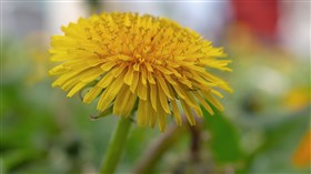 Dandelion