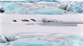 Jumping Penguins