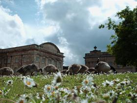 Pulling Up The Daisies