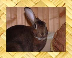 House Rabbits at Home