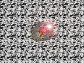 Roses Are Red