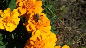 Fall Pollination