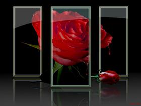 Lonely Rose