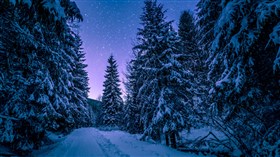 Winter Trees Covered in Snow