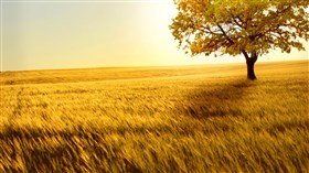Autumn Fields