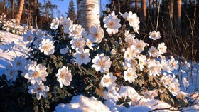 An Early Dusting 