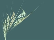 Wheat