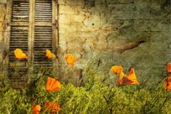 Through the Garden