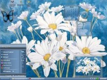 Dancing Daisies
