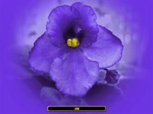 African Violet I