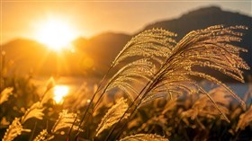  macro landscape