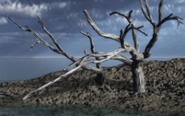 dead trees