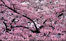Cherry Blossom