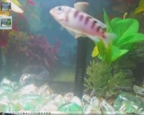 My fish tank