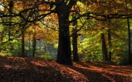 Autumn Wood