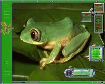 Tree Frog