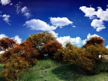 Woodland Hill