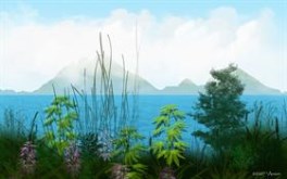 Tender Paradise Island